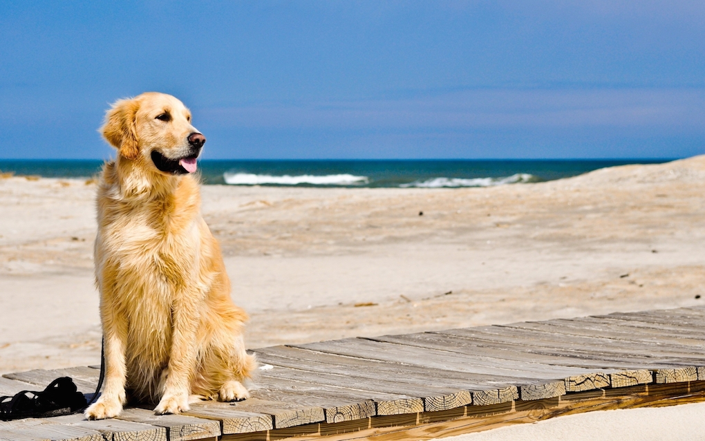 (Italiano) Costa Verde, spiagge riservate per cani e gatti